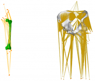 A two panel figure showing biofidelic FE models of the femur and pelvis which include simplified representations of muscles and ligaments.